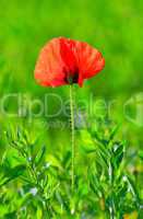 Red poppy (Papaver rhoeas) with out of focus field