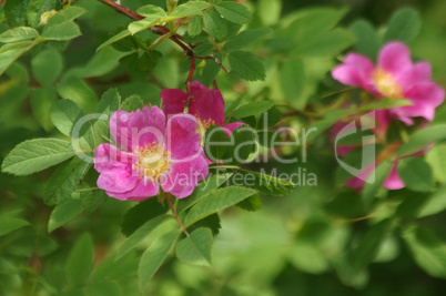rosa heckenrose