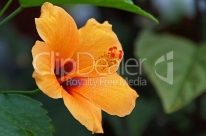 goldener hibiskus