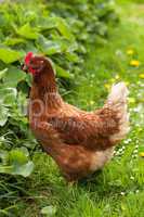 Chicken in the grass