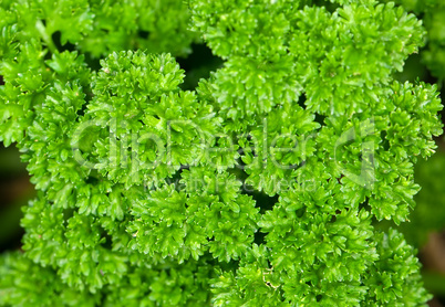 parsley