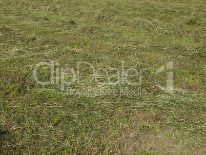 Hay in a field