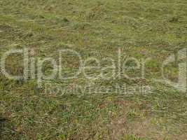 Hay in a field