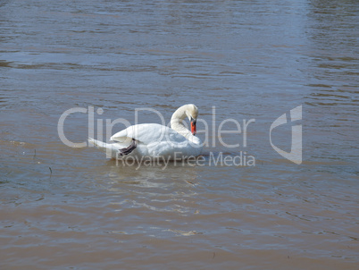 Swan bird
