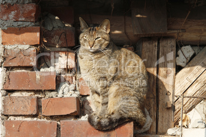 Katze vor altem Mauerwerk