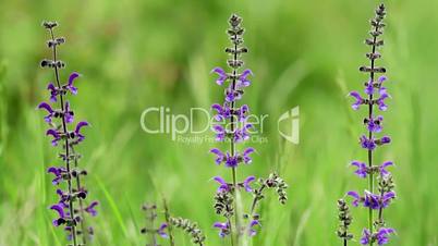 Meadow Clary (Salvia pratensis)