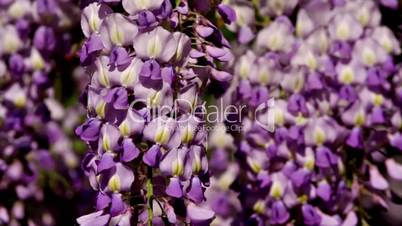 Wisteria sinensis flowers