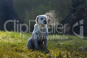 Labrador sitting