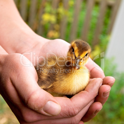 duckling duck