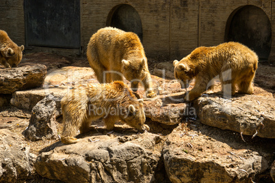 Bears eating a Fish