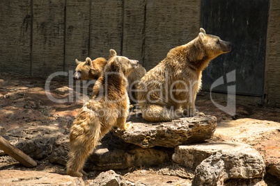 Brown Bears