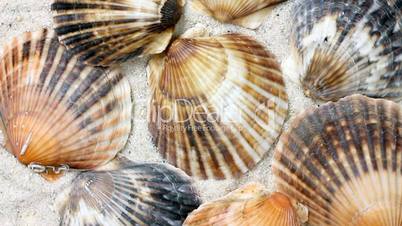 Muscheln - Seashells