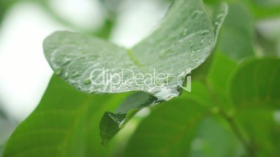 Drops on leaves