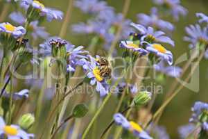 Bee on blue flowers