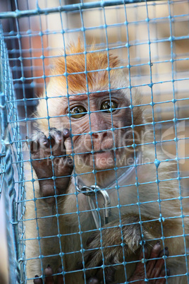 Baby monkey in a cage in Java, Indonesia