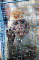 Baby monkey in a cage in Java, Indonesia