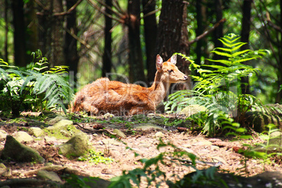 Wild deer in Java, Indonesia