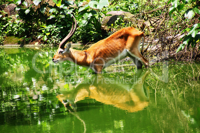 Antelope and its mirror image in Java, Indonesia