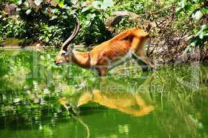 Antelope and its mirror image in Java, Indonesia