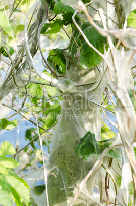 apple ermine (yponomeuta malinellus)