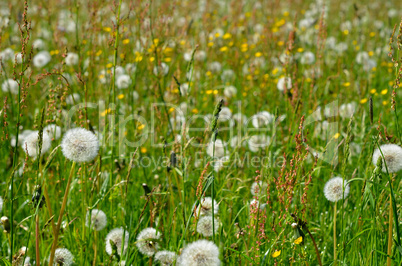 Sommerwiese