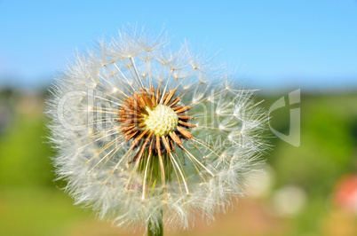 Pusteblume Löwenzahn