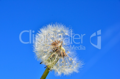 Pusteblume Löwenzahn