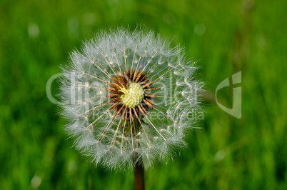 Pusteblume Löwenzahn