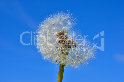 Pusteblume Löwenzahn