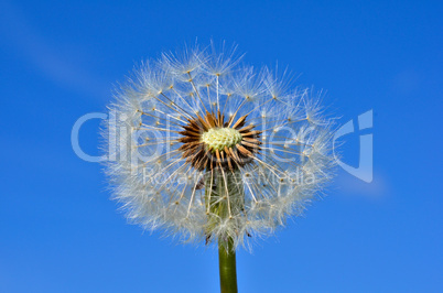 Pusteblume Löwenzahn