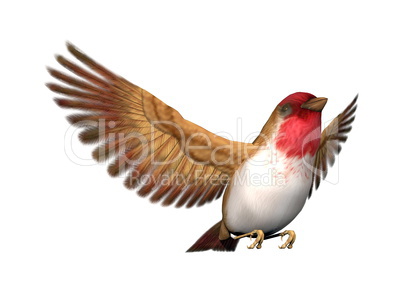 Scarlett finch bird - 3D render