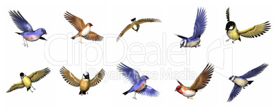 Set of finch birds - 3D render