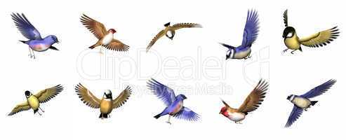 Set of finch birds - 3D render