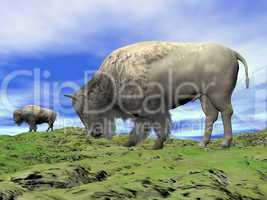 Bisons and grassland - 3D render