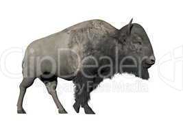 Bison walking - 3D render