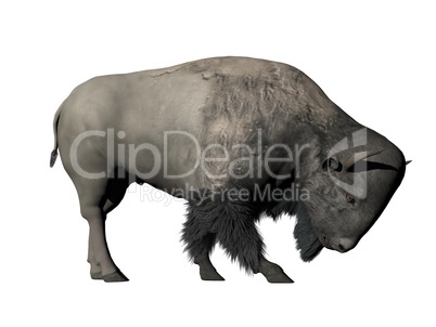 Bison head down - 3D render