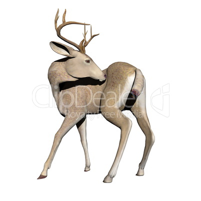 Buck - 3D render