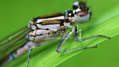 Northern damselfly