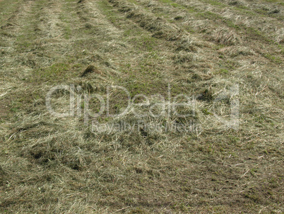 Hay in a field