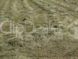 Hay in a field