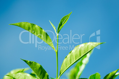 Tea Leaf with blue sky