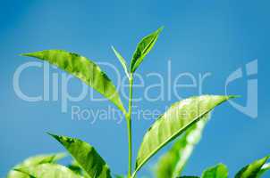 Tea Leaf with blue sky