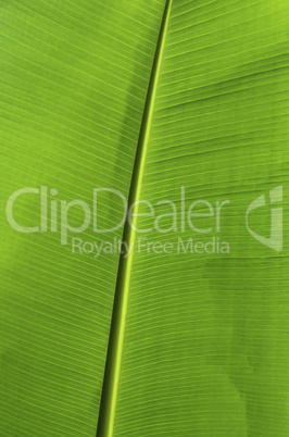 Banana leaf