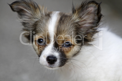 Chihuahua (Welpe)