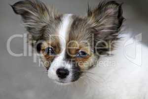 Chihuahua (Welpe)