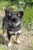 Chihuahua (Welpe)