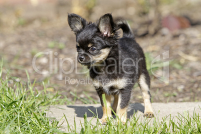 Chihuahua (Welpe)