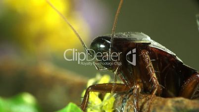 cockroach macro