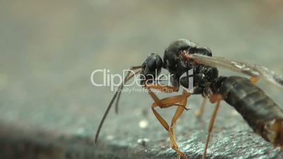 Ants Paarung