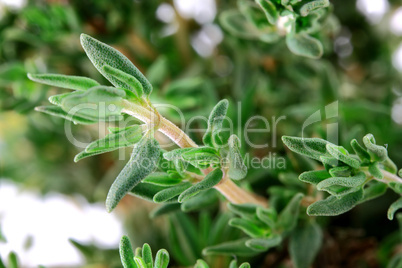 Macro Photo of Thyme Leaves and Stalk